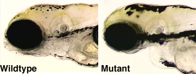 Zebrafish larva