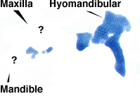 Embryonic cartilages