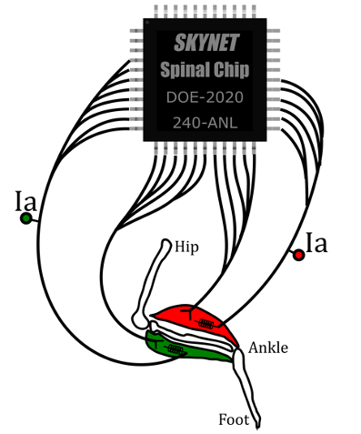 bio inspired computing diagram