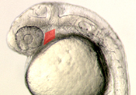 Zebrafish embryo