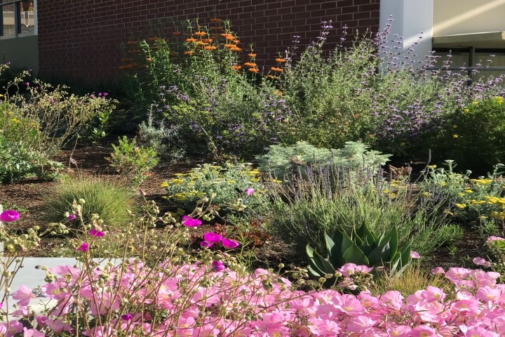 Garden with green plants and pink flowers