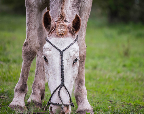 horse grazing on grass